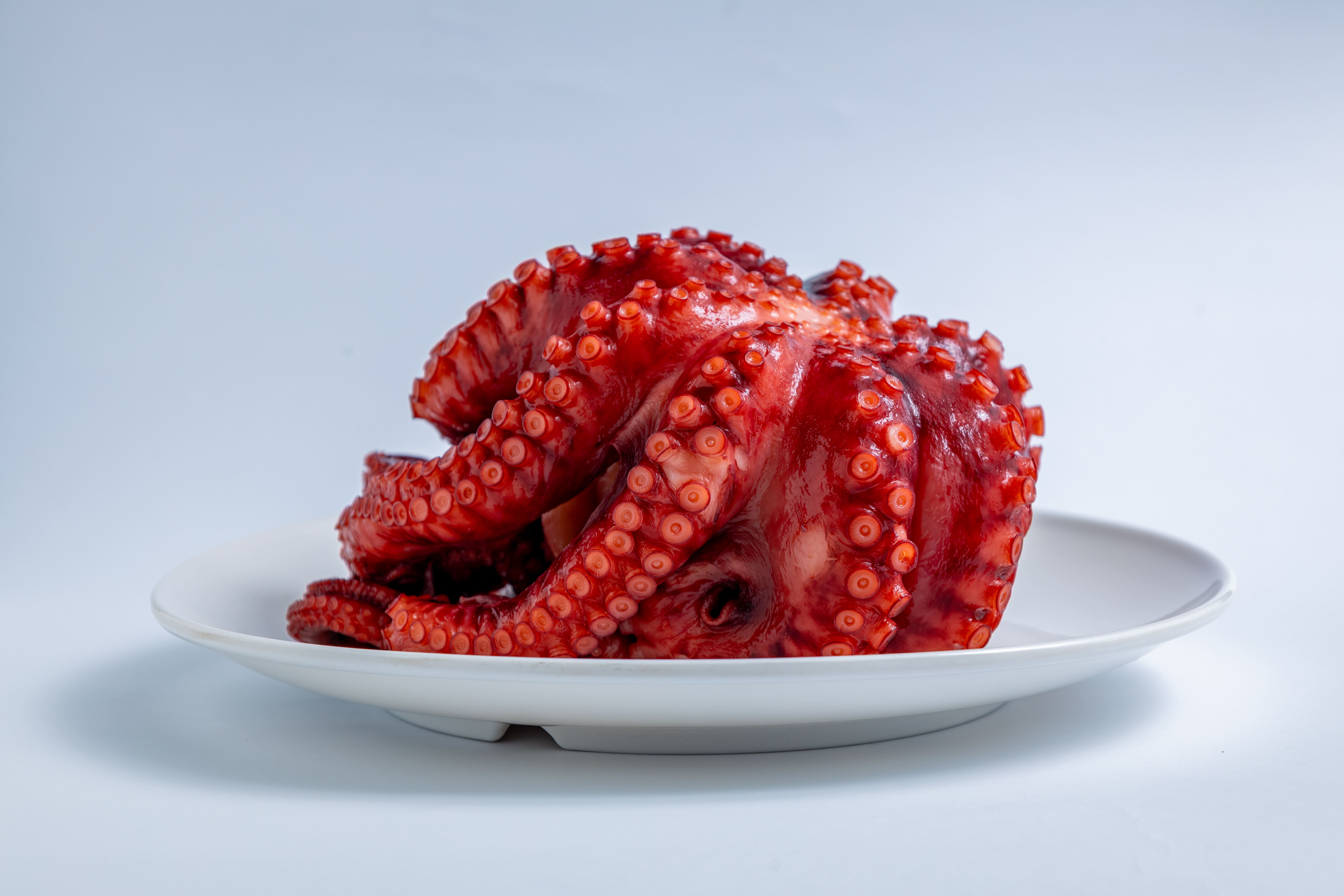 Octopus Products